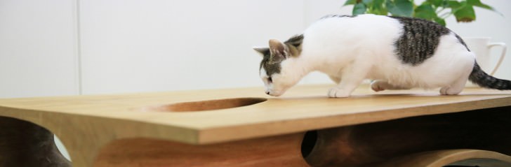 cats